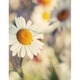 Фотоальбом UFO 10x15x200 PP-46200 Daisy2