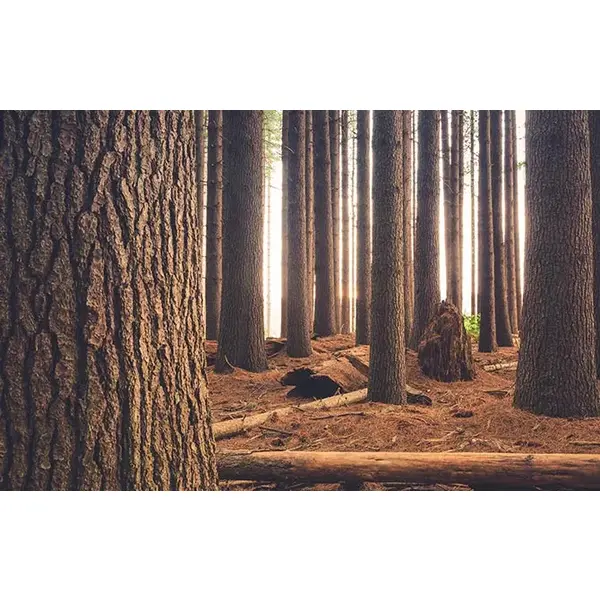 Ламінат AGT  ROSSO EFFECT 8mm 32kl 4V