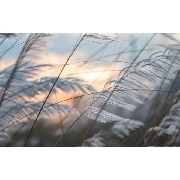 Ламінат AGT NIL NATURA LINE  8mm 32kl 4V