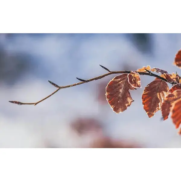 Ламінат AGT TALYA NATURA LINE  8mm 32kl 4V