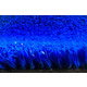 Декоративная трава Orotex Spring Blue