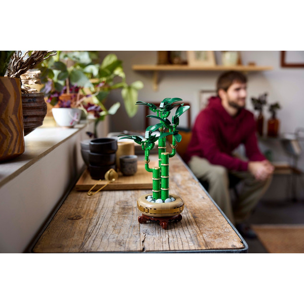 Конструктор LEGO Botanicals: Драцена сандера (10344)